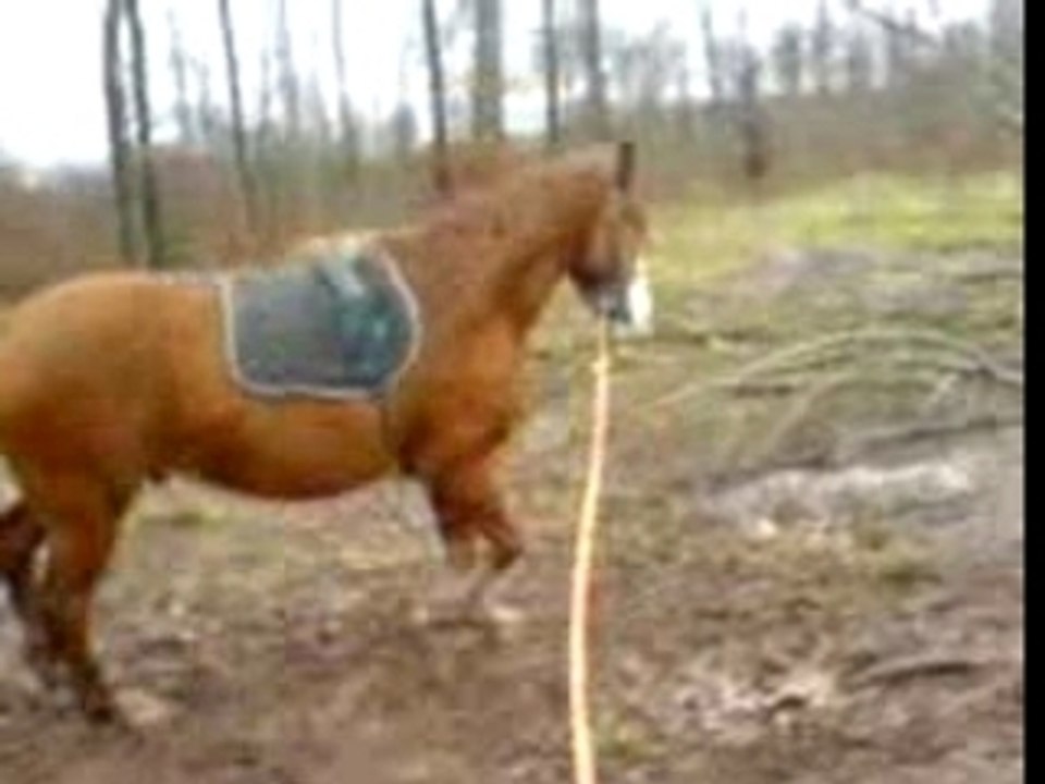 Longe en Foret