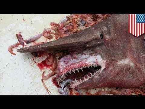 World's most disgusting animal? Goblin shark caught off the coast of Florida