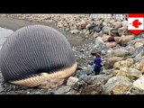 Exploding whale? Dead blue whale about to spill guts all over Canada town