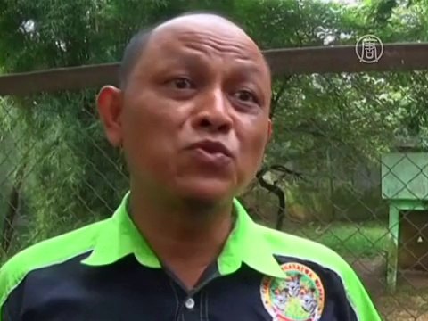 Индонезийский зоопарк встречает четырёх тигрят