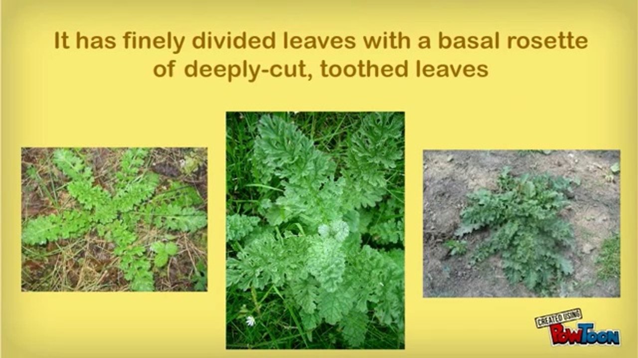 Ragwort
