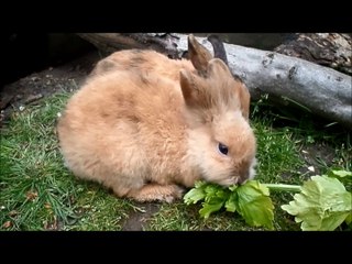 Poil de Carotte et Bambie 2