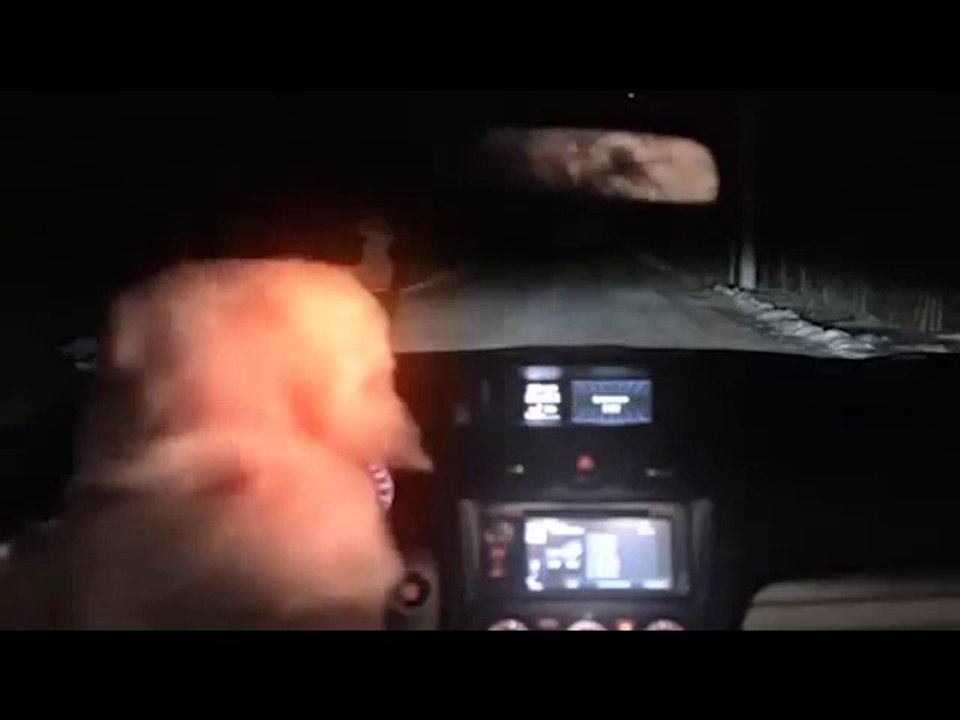 Această femeie loveşte un câine cu maşina. Ce se întâmplă în continuare este total neaşteptat (VIDEO)