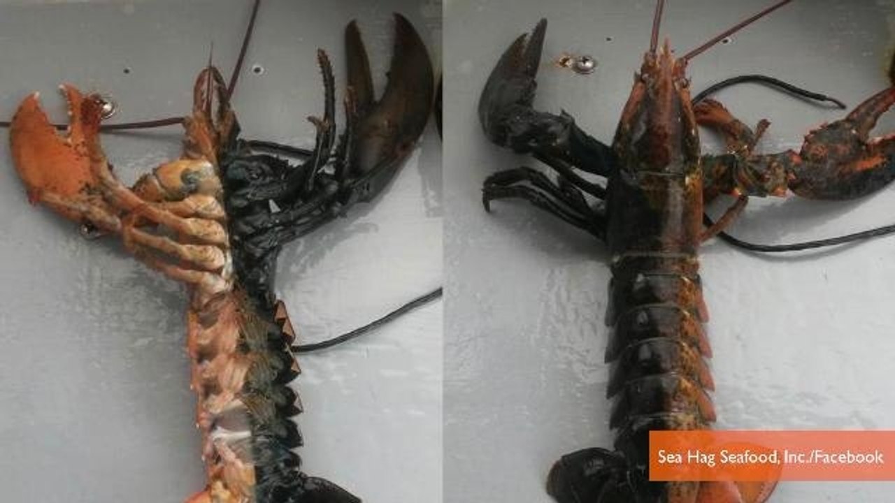 Rare Two-Toned Lobster Caught in Maine