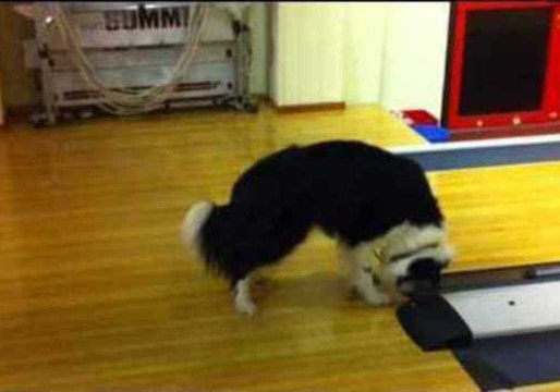 Bowling Alley Buzzer Freaks Dog Out