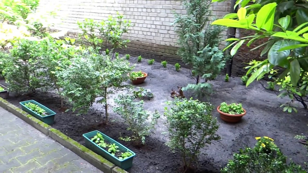 Pflanzen sind da....