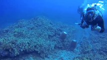 Scuba Diving Attack Caught On Camera Off Hawaiian Coast