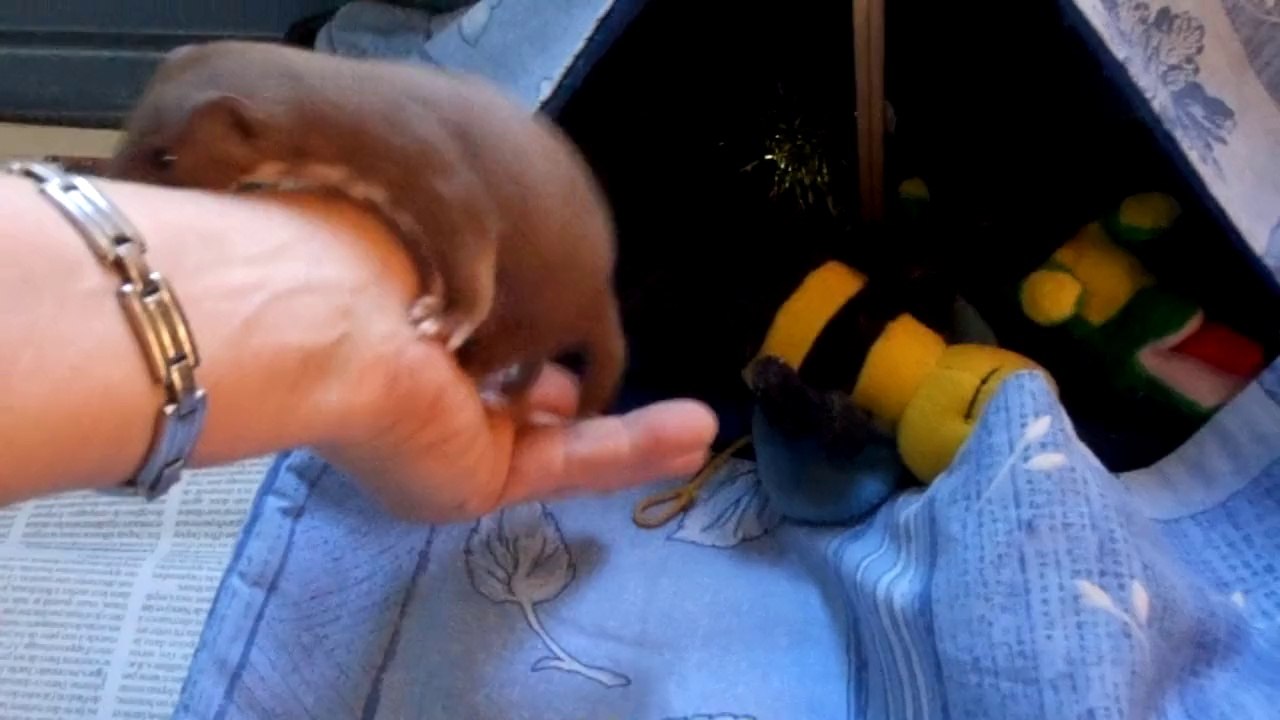 Teepi !