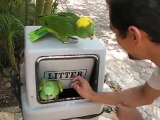 Laughing Parrots Are Terribly Creepy