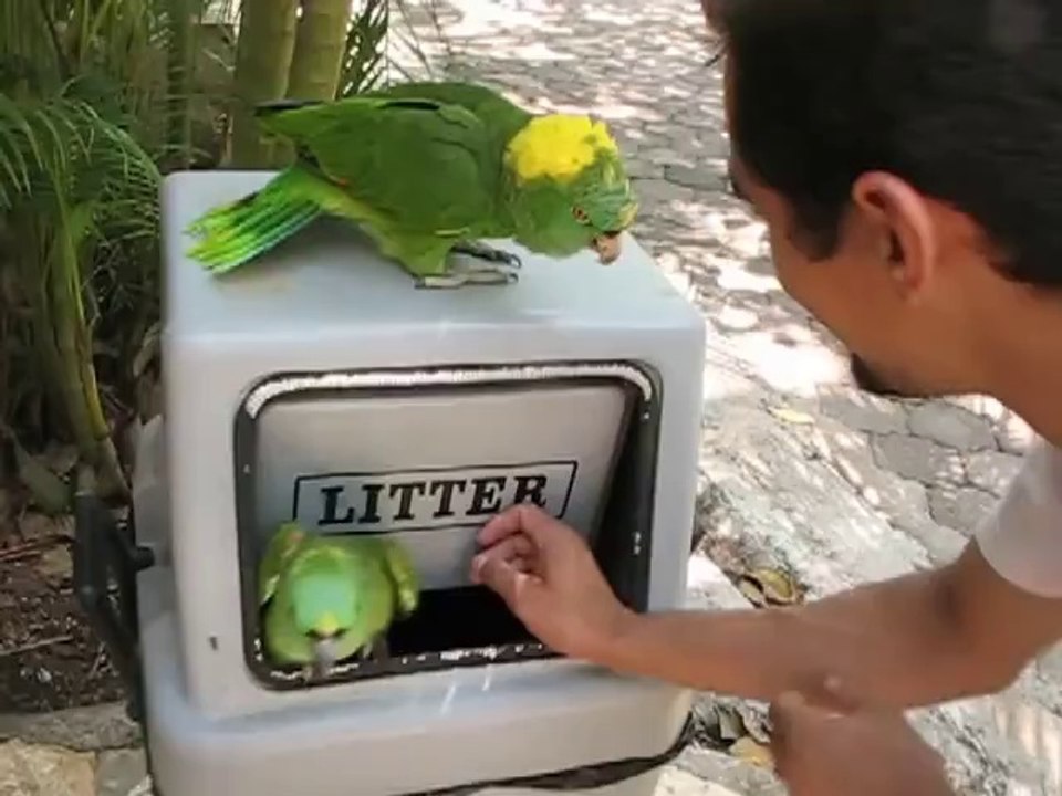 Un perroquet qui rigole : flippant!