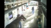 Un cheval blagueur mord un passant... Hilarant!