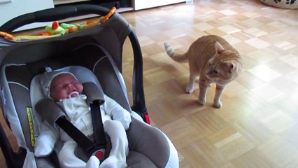 Cat Meeting Baby For First Time Is Precious
