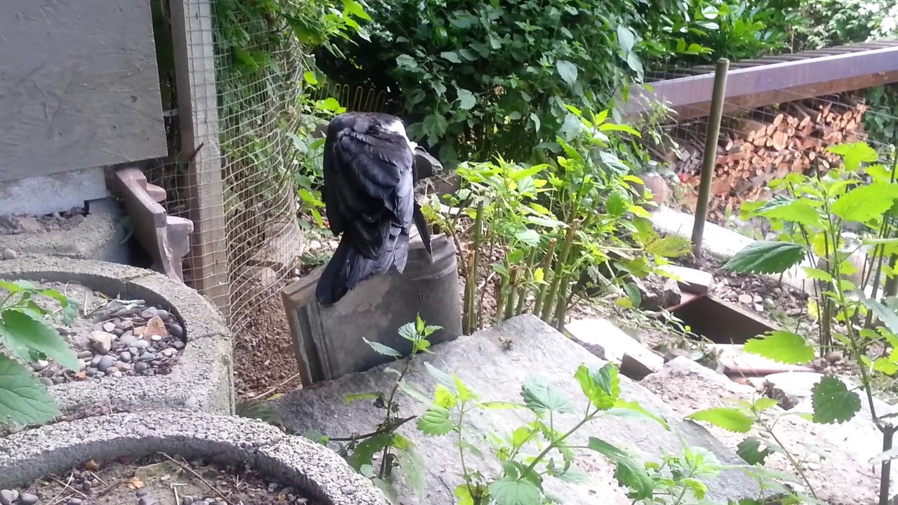 Ludwig der Film (Geschichte eines Raben)