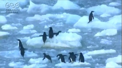 Adelie penguin across icy sea