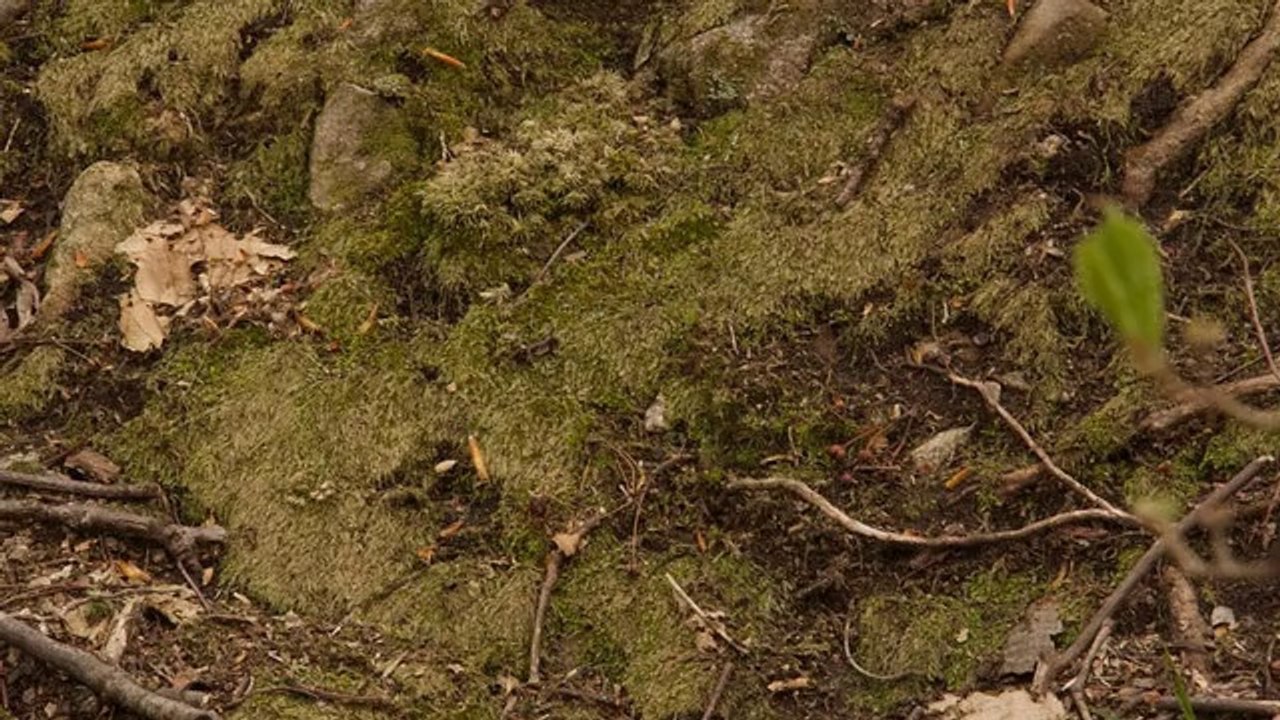 Using Keyword Analysis to Choose to right keywords