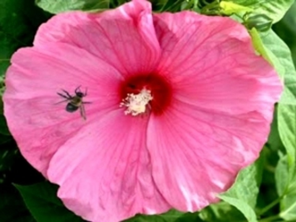 Flying bee