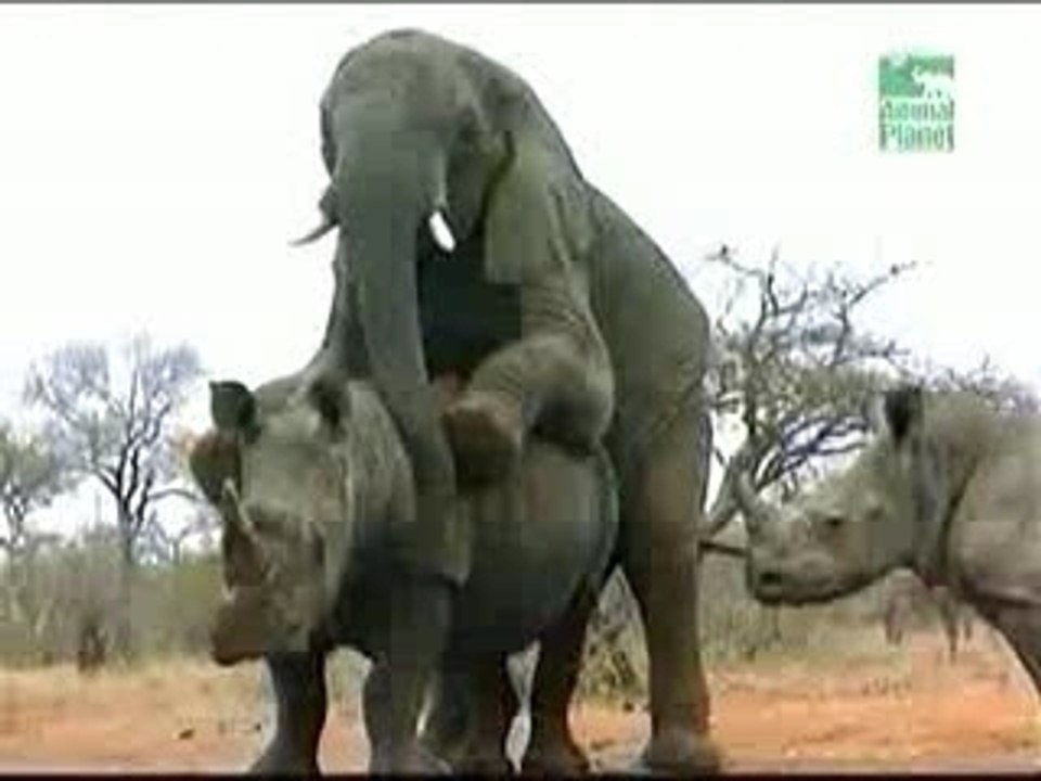 Elephant rhino
