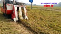 [ĐăngLê]Máy gặt đập liên hợp Yanmar CA 315 gặt lúa đổ máy khỏe năng suất giá rẻ nhất