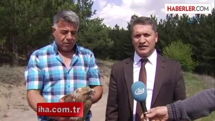 Tedavileri Biten Kızıl Şahinler Doğaya Salındı