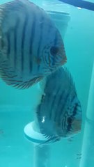 blue turkuaz cıft