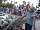 Accident when feeding crocodile!