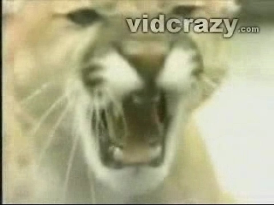 Le combat des animaux