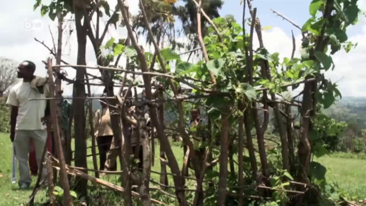 Protecting Ethiopia's mountain lions |