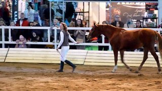 Video review:16 International Horse exhibition 