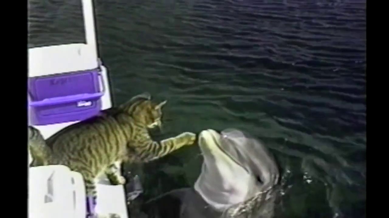 Cat Befriends A Dolphin