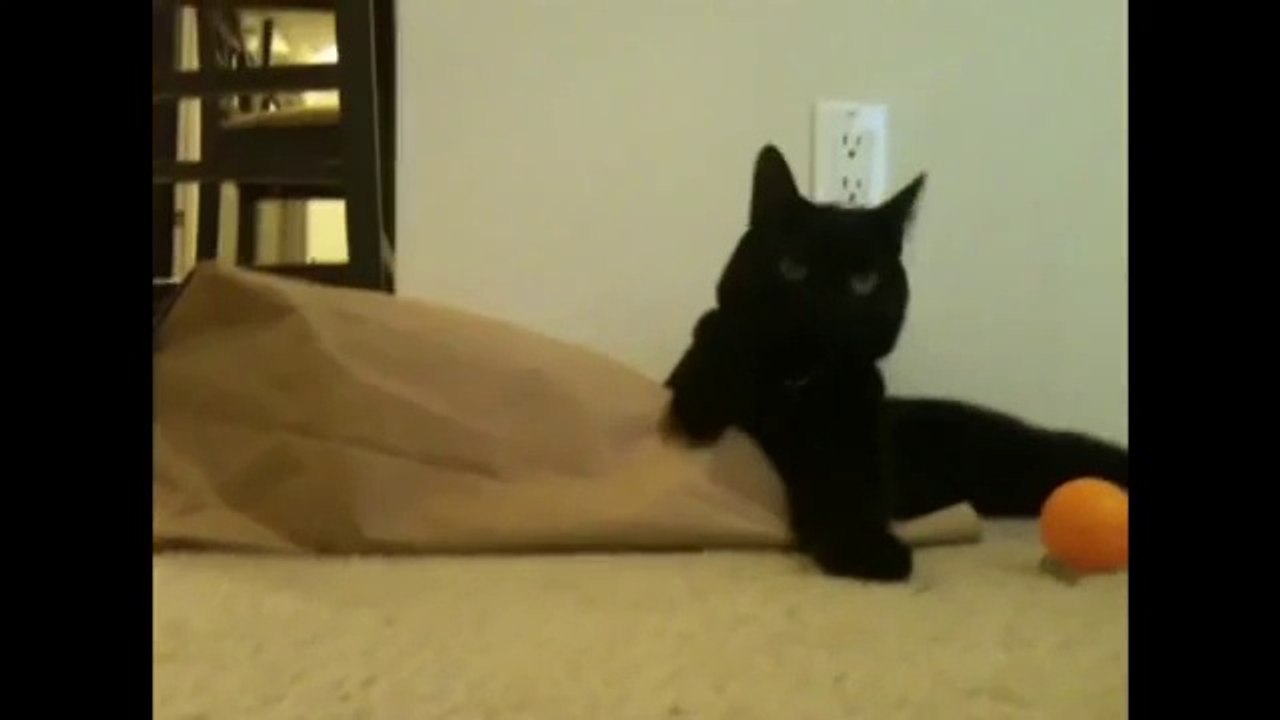 Cat Surprise