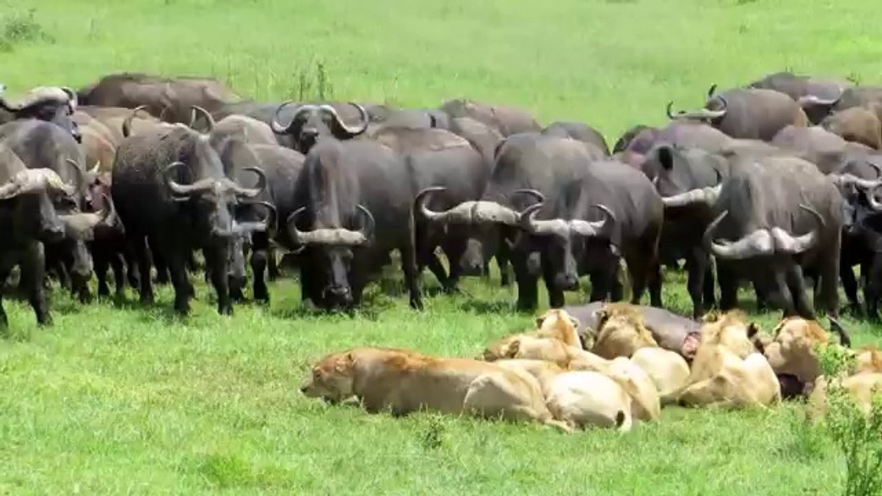 Dramatic : Lion vs Buffalo
