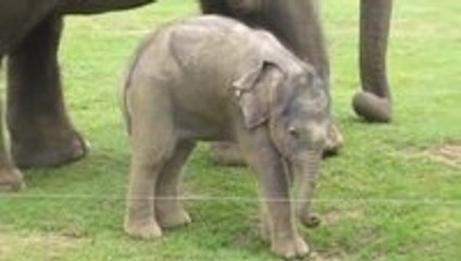 Baby Elephant Learning To Walk