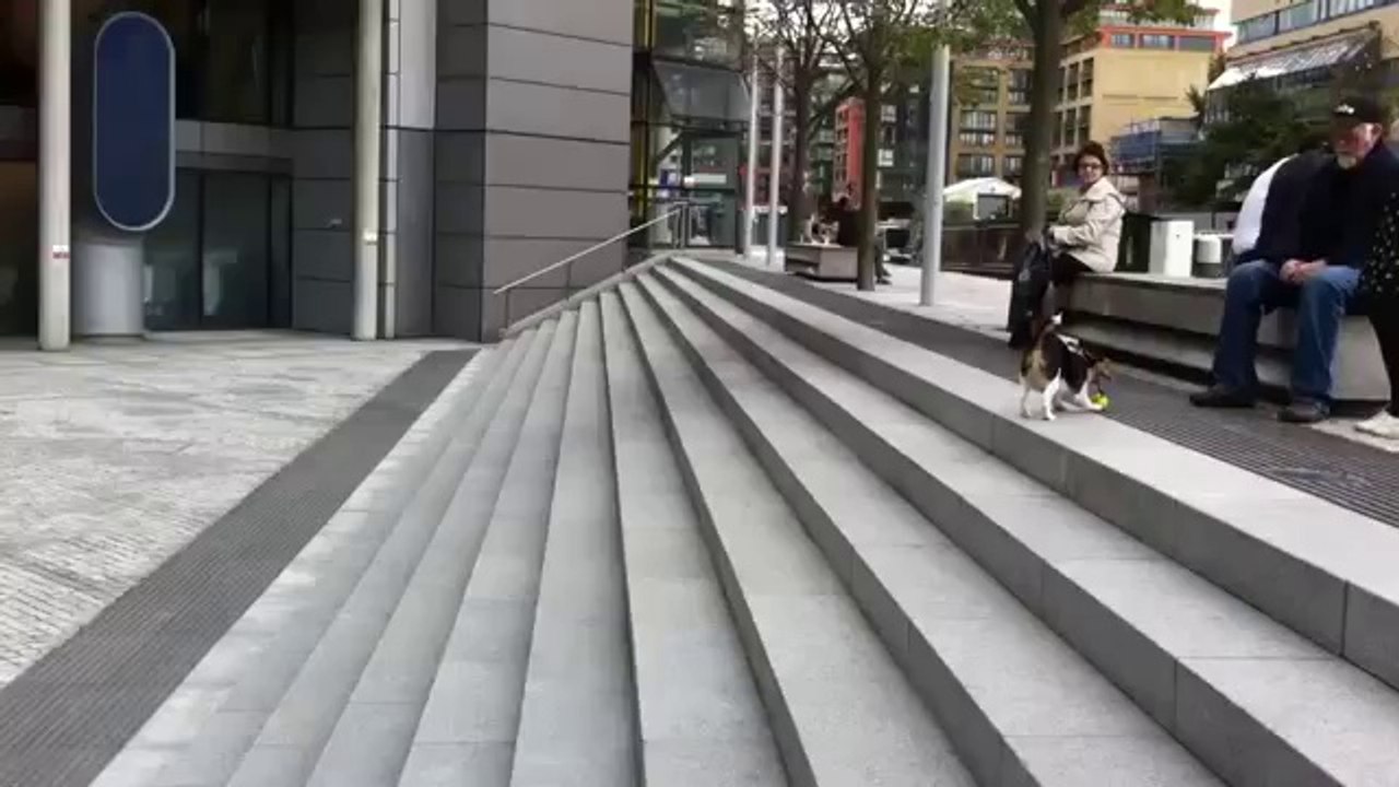 Un chien malin s'amuse tout seul avec une balle de tennis