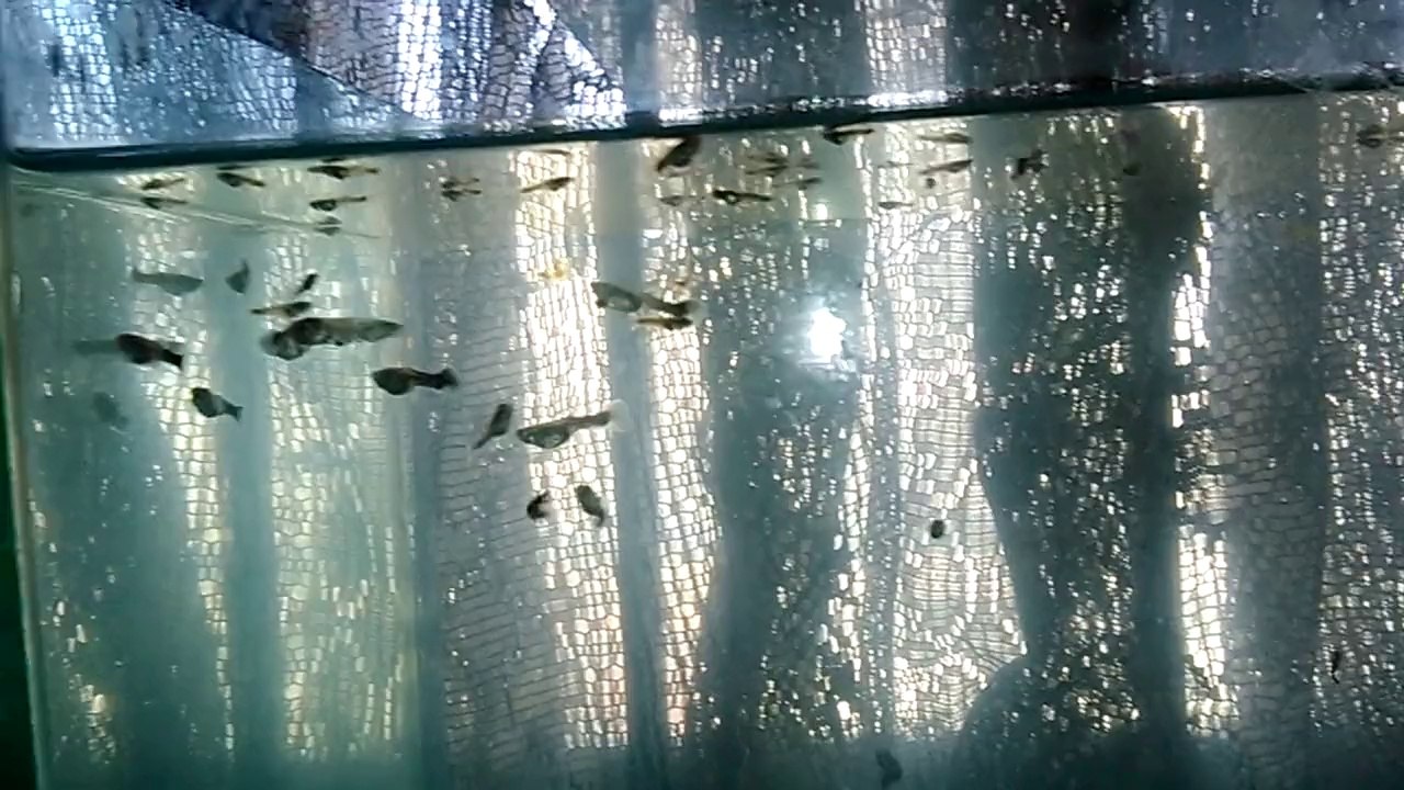 guppies