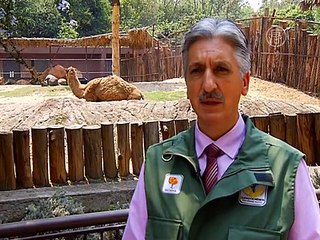 В зоопарке Мехико родился верблюжонок