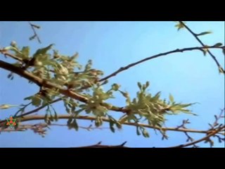 Holographic Disclosure 14(The Awakening) - mysoulrepose