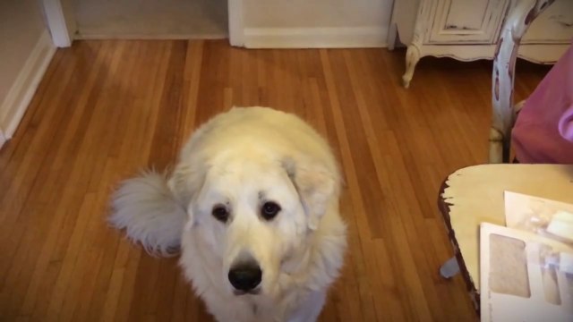 Adorable Dog Is Not So Good At Catching Treats