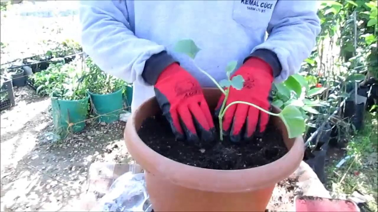 Kavın Fidesi Nasıl Dikilir Ne zaman Dikilir Fidesi Satışı