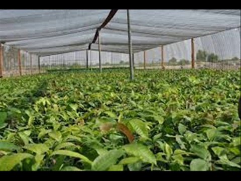 AAM(MANGO) KI AFZAISH E NASAL (PROPAGATION) DR.ASHRAF SAHIBZADA