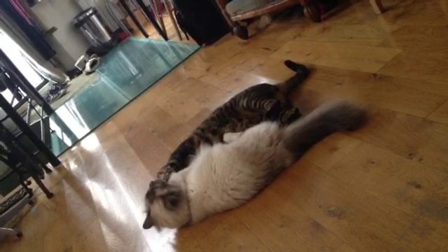 Garde de chat à Paris, échange et jeux entre chats