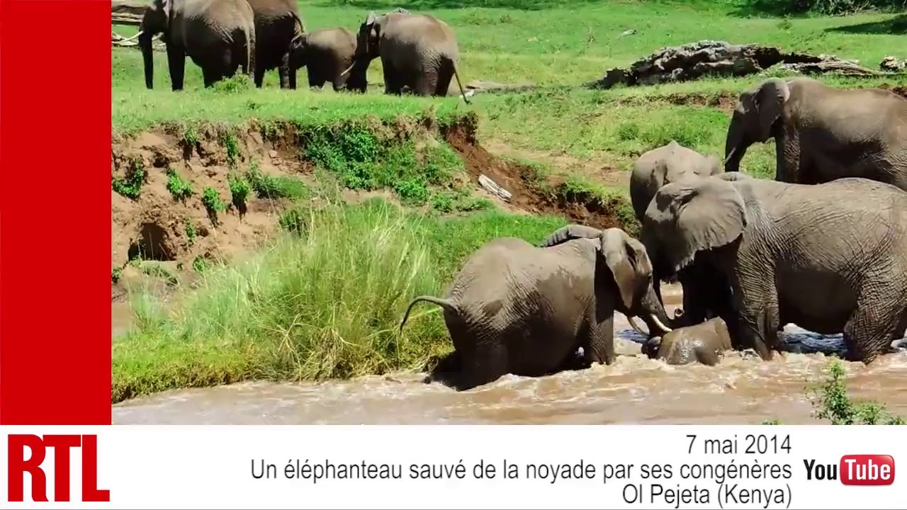 VIDÉO - Un éléphanteau sauvé de la noyade par son troupeau