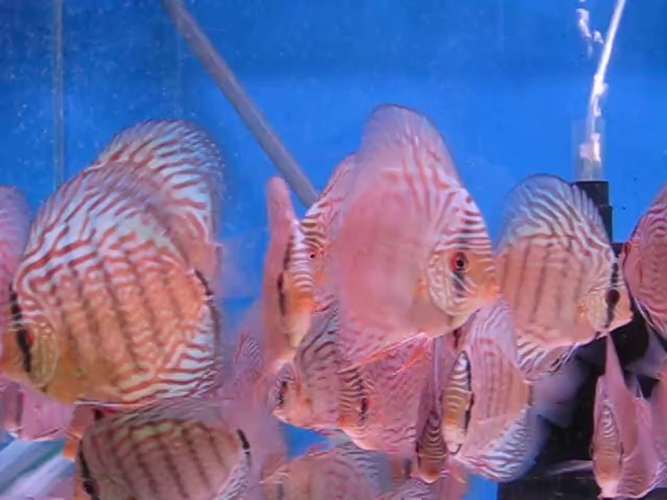 Galaxy Süper Red Turkuaz - Leopar snake skin