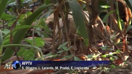 Mascote da Copa corre risco de extinção