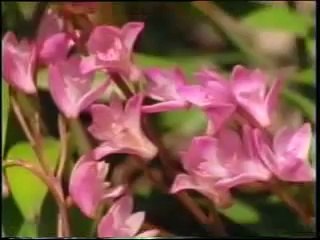 YA WARDATI almanar @ lagu qasidah