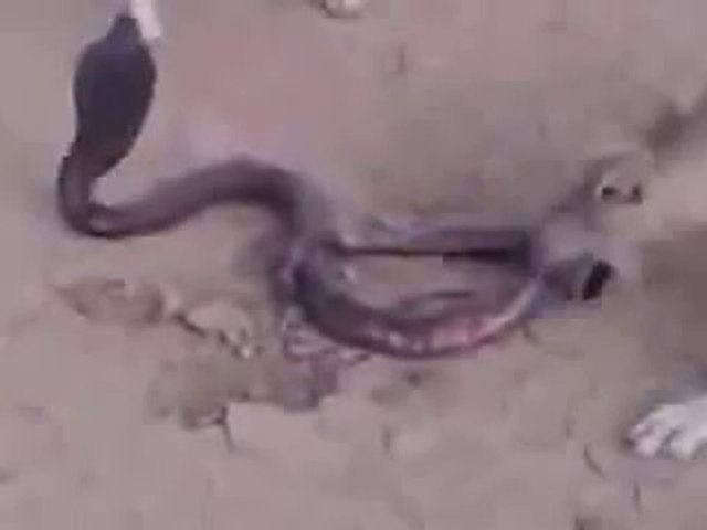 Snake and dog fight pakistan