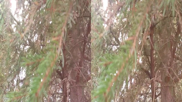 3D Елки палки