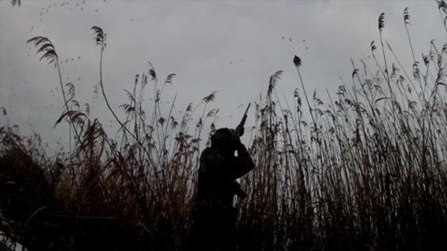 Chasse des canards et oies en Hongrie sur le Danube