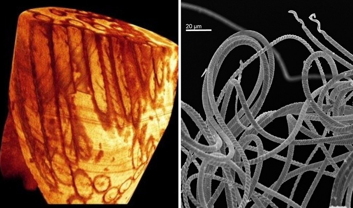Oldest Sperm In The World: Perfectly Fossilized Sperm Cells Found In Australia