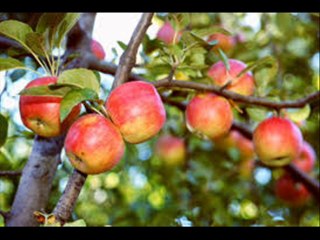 Saraydağı -Elif Dikmen