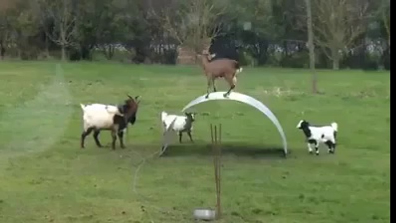 Pak Bakri  Dance